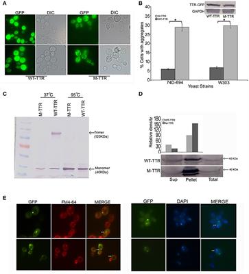 Q-Rich Yeast Prion [PSI+] Accelerates Aggregation of Transthyretin, a Non-Q-Rich Human Protein